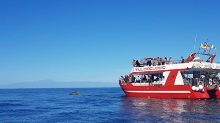Whalewatching nel catamarano Multiacuatic